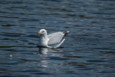 Close-up of seagull swimming in lake