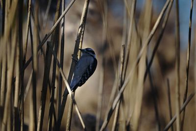 Close-up of bird perching on branch