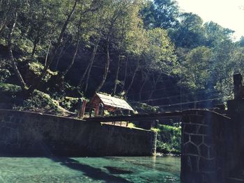 Trees by bridge in forest