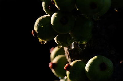 Close-up of fruits on tree