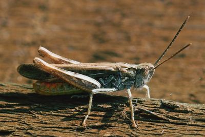 Close-up of grasshopper