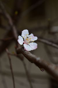 Close-up of cherry blossoms in spring