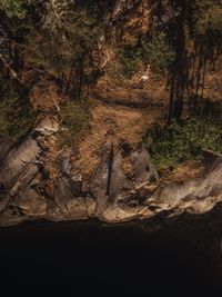 Trees growing in forest