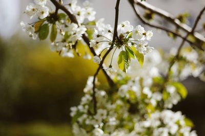 Close-up of white flowers against blurred background