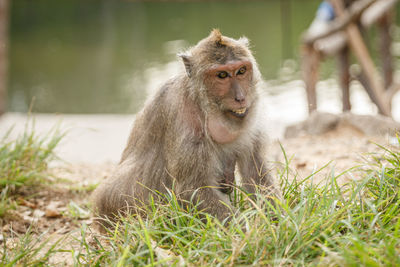 Portrait of monkey against lake