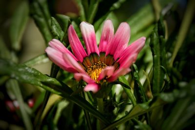 Close-up of pink flowers