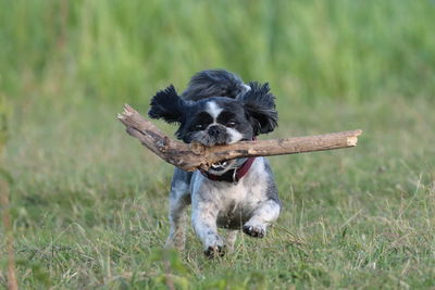 Dog running on grassy field