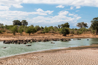 Water buffalos enjoying a cold bath under the heat of the sun