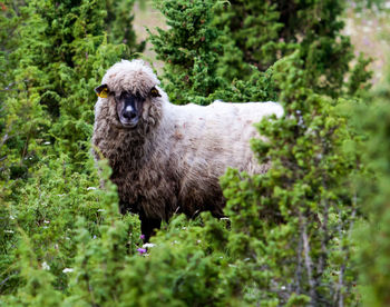 Sheep in forest