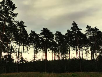 Silhouette trees in forest against sky