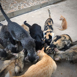 High angle view of animals in zoo