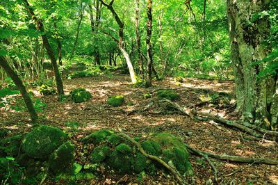 Trees in forest