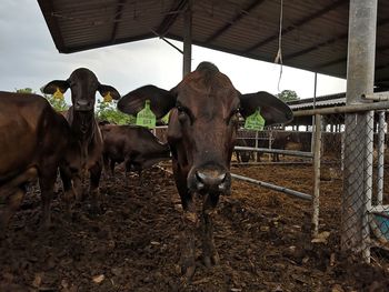 Cows standing in a field