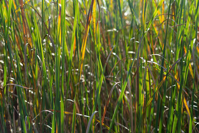 Full frame shot of bamboo plants