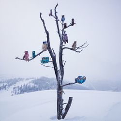 Artificial owls on bare tree at snow covered landscape against sky