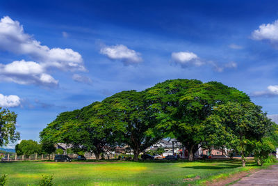 Trees on field against sky