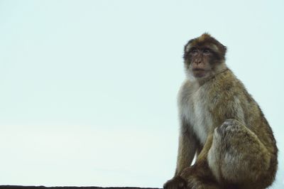 Low angle view of monkey sitting against clear sky