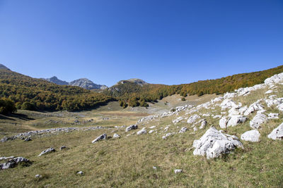 Scenic view of field against clear blue sky