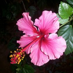 Close-up of pink flower