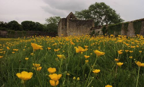 Yellow flowering plants on field against sky