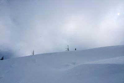 Low angle view of trees against sky