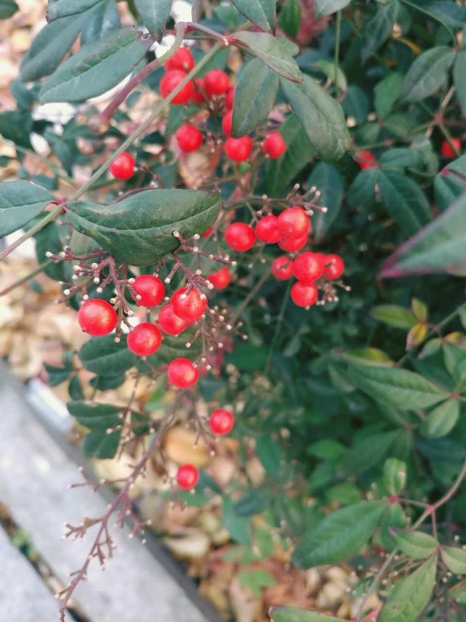 growth, nature, fruit, tree, red, freshness, close-up, outdoors, no people, day, food and drink, plant, beauty in nature, healthy eating, branch, rowanberry, rose hip, food