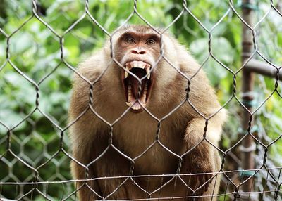 Close-up of monkey in cage at zoo