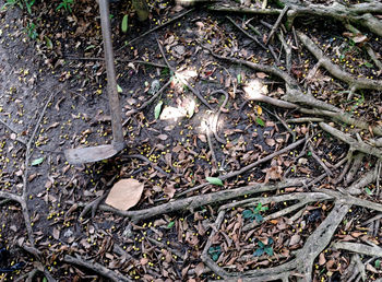 High angle view of roots on ground