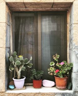 Potted plants on window sill