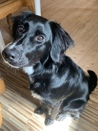 High angle view of dog looking away