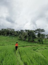 Man walking amidst plants at farm