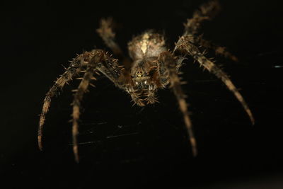 Close-up of spider on black background