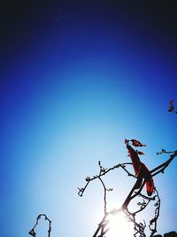 Low angle view of bird perching on silhouette tree against clear blue sky