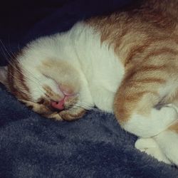 Close-up of cat sleeping