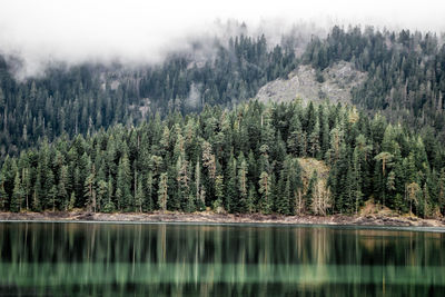 Scenic view of lake by trees in forest