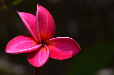 Close-up of pink flowers