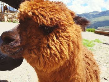 Close-up of a horse on field
