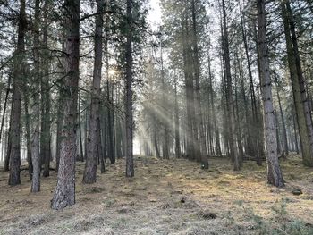 Trees in forest