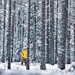 Pine trees in forest during winter