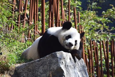 View of a panda in zoo