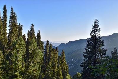 Low angle view of trees and mountain against clear sky