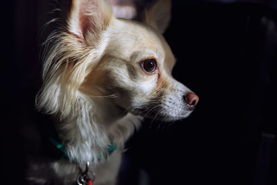 Close-up of chihuahua in darkroom