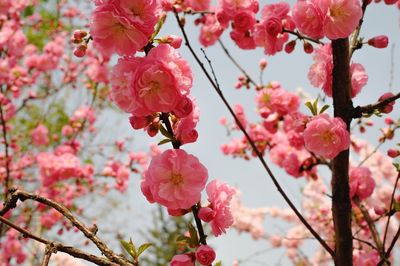 Close-up of pink flowers on branch