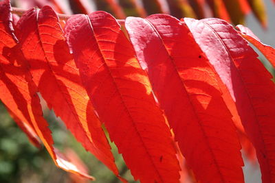 Close-up of red leaves