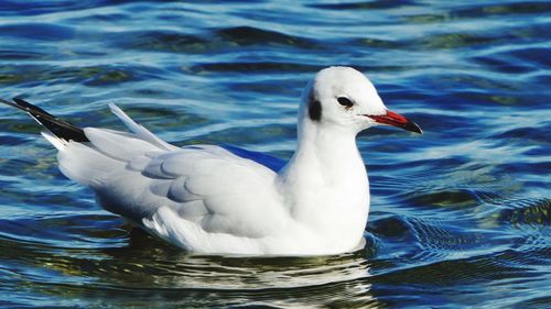 Close-up of seagull swimming in lake