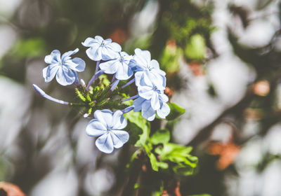 Close-up of white flowering plant