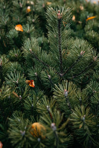 Closeup textural dark green pine tree