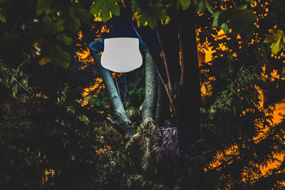 Illuminated pendant light hanging by trees at night