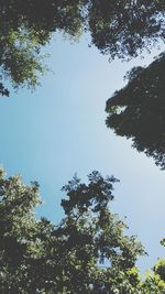 Low angle view of trees in forest against sky