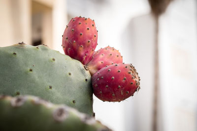 Close-up of prickly pear cactus